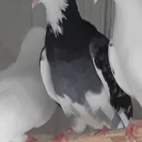 کبوتر ریشه دار  دولاب