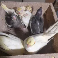 عروس هلندی