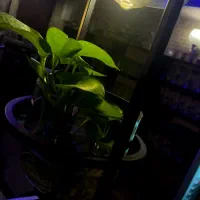 کارآموز باریستا و بارتندر|استخدام خدمات فروشگاه و رستوران|ورامین, شهرک ولیعصر|دیوار