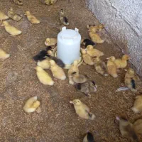 تخم اردک نطفه دار