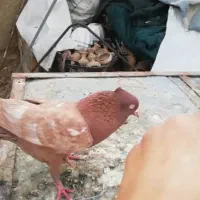 کبوتر سینه سرخ نسبتا جوجه دستی گمشده در نواحی