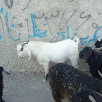گم شدن دوعددبز