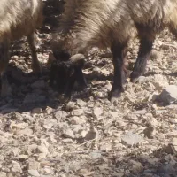 بزجوان خلج با کهره نر ومیش|حیوانات مزرعه|یاسوج, |دیوار