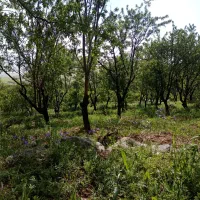 گردو