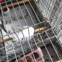 آلبینو عروس هلندی|پرنده|کرج, گلشهر|دیوار