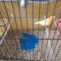 قناری سرخ ماده|پرنده|اصفهان, جاوان|دیوار