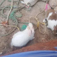 مجسمه خرگوش