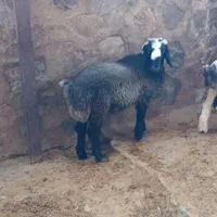 کهره و بره نر چاق سبک