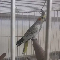 پرنده