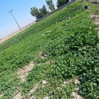 سبزی رامهرمز