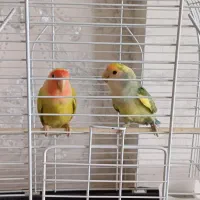 طوطی برزیلی|پرنده|کرمانشاه, |دیوار