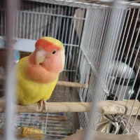 یک عدد کوتوله نر