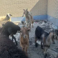 بز پاکستانی گلابی|حیوانات مزرعه|ماهدشت, |دیوار