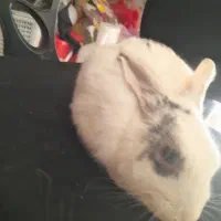 خرگوش|موش و خرگوش|اهر, |دیوار