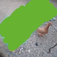 مرغ