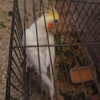 عروس هلندی لوتینو|پرنده|میاندوآب, |دیوار