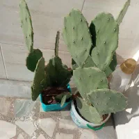 پادری|پادری|رشت, توشیبا|دیوار