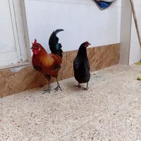 مرغ و خروس