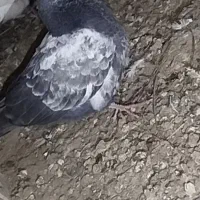 کبوتر گمشده