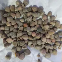 گرگرو تمیز و درشت|گل و گیاه طبیعی|کوهدشت, |دیوار