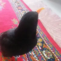 پرنده رام