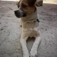 سگ پا کوتاه