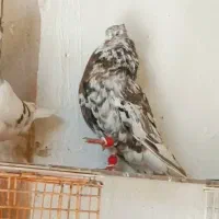 کبوتر شکلاتی دمسفید لکه دار، خرمشهر