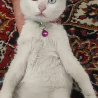 گربه چشم دو رنگ واگذاری|گربه|شیراز, پودنک|دیوار