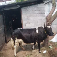 گاو درشت و جوان