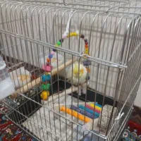 عروس هلندی ۲ ماهه