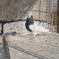 طوقی سیاه نر|پرنده|بجنورد, |دیوار