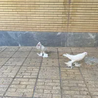 کبوتر زینتی|پرنده|اصفهان, شاهزید|دیوار
