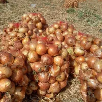 پیاز زرد بروجرد|عمدهفروشی|سیلاخور, |دیوار