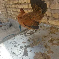 مرغ و خروس|حیوانات مزرعه|شیراز, کوشک میدان|دیوار