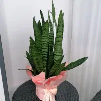 گل سانسوریا