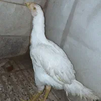 مرغ لاری 3 ماه