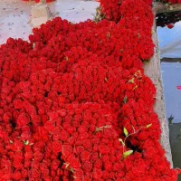 زر گل|گل و گیاه طبیعی|شیراز, درکی|دیوار