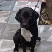 سگ شکاری|سگ|رشت, حمیدیان|دیوار