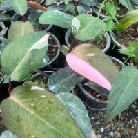 بزرگترین تولید کننده پتوس وگل آپارتمانی درخت میوه|گل و گیاه طبیعی|مشکین‌دشت, |دیوار