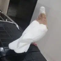 طوقی زرد|پرنده|شادگان, |دیوار