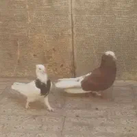 دوعددکبوتر