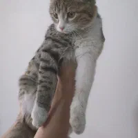 گربه خاکستری طوسی|گربه|اسفراین, |دیوار