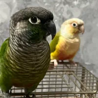 طوطی گرینچیک