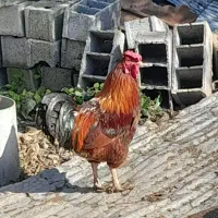 خروس محلی|حیوانات مزرعه|اطاقور, |دیوار