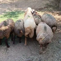 گوسفند شیشک شک آبستن پستان کردن گاو