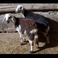 فروش دو عدد بره قوچ|حیوانات مزرعه|زند, |دیوار