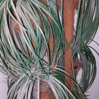 درخت و گل مصنوعی|گل مصنوعی|تهران, فلسطین (میدان انقلاب)|دیوار