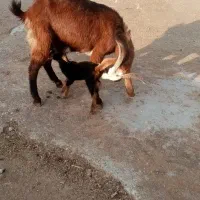 حیوانات مزرعه|حیوانات مزرعه|مرودشت, مجد آباد|دیوار