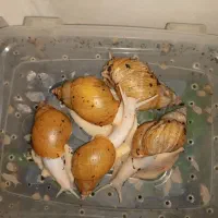 فقط فقط معاوضه با عروس هم جفت هم تک آلبینو