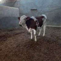 گوساله ماده تلیسه